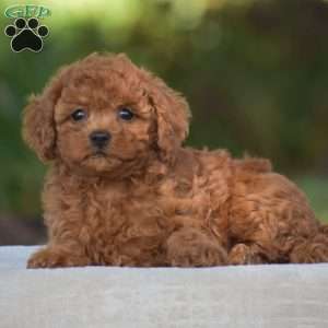 Violin, Cavapoo Puppy